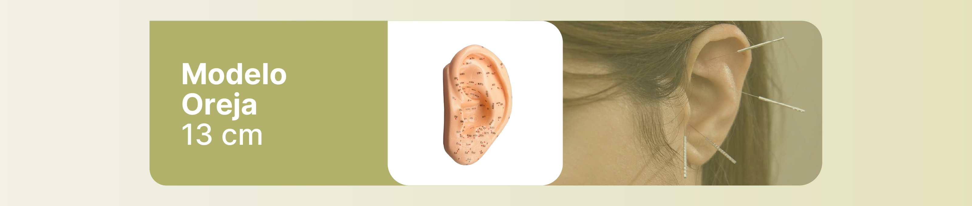 MODELO OREJA 13 CM
MODELO OREJA 13 CM
MODELO OREJA 13 CM
MODELO OREJA 13 CM