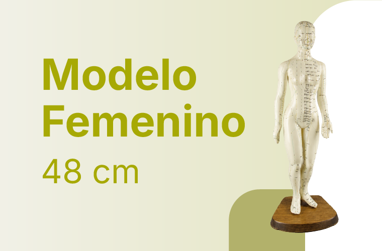 MODELO FEM 48 CM de alto. Guías de acupuntura HM02