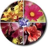 Red Chestnut X 15 Ml