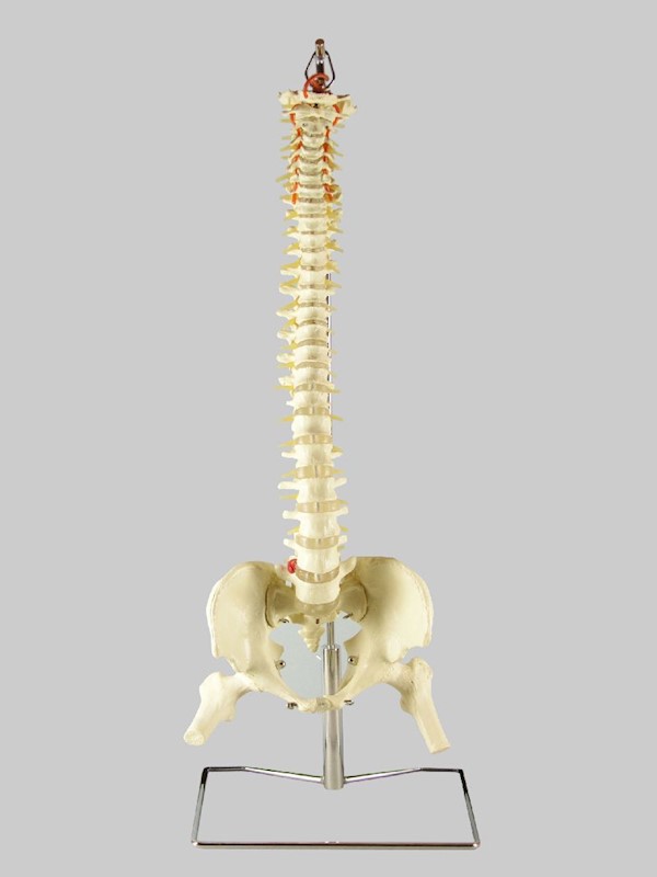 Columna Vertebral Flexible - 73cm